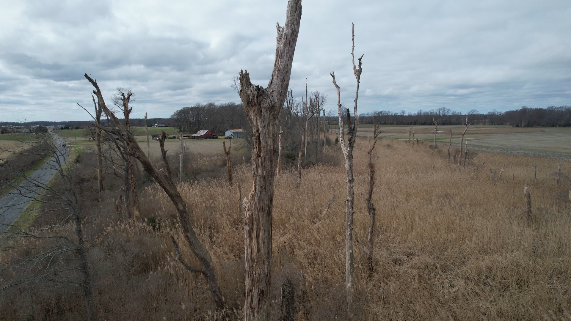 Dead Trees